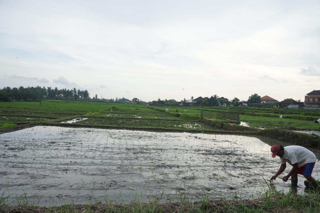 Pondok Uma Ubud Екстер'єр фото